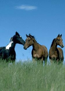 Horses01.jpg